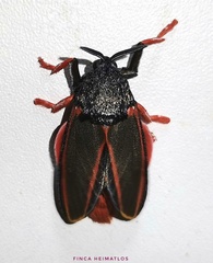 Edebessa circumcincta