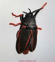 Edebessa circumcincta