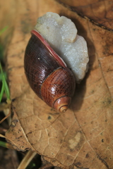 Plekocheilus pulicarius