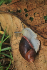 Image of Plekocheilus pulicarius
