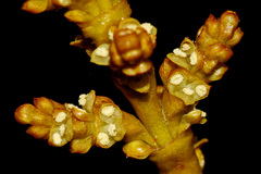 Arceuthobium vaginatum