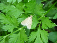 Lepidoptera
