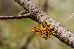 Arceuthobium vaginatum