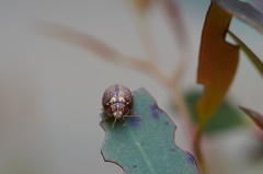 Paropsisterna decolorata