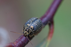 Paropsisterna decolorata