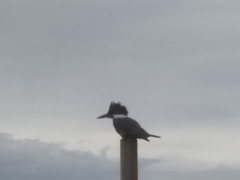 Megaceryle torquata stellata