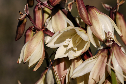 Yucca baccata