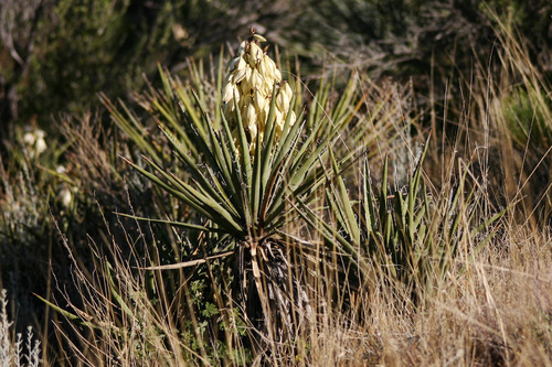 Yucca baccata