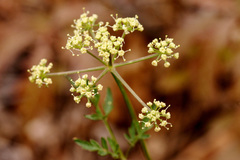 Cymopterus longiradiatus