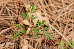 Cymopterus longiradiatus