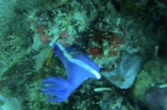 Hypselodoris variobranchia