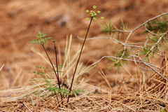 Cymopterus longiradiatus
