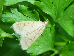 Lepidoptera