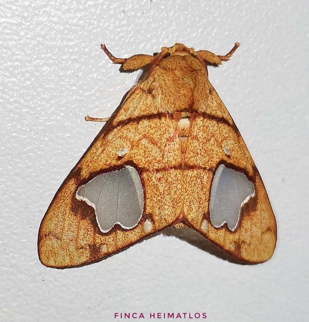 Zatrephes trailii