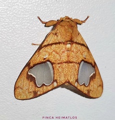 Zatrephes trailii