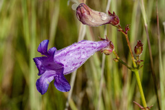 Penstemon stenophyllus