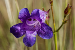 Penstemon stenophyllus