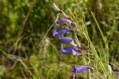 Penstemon stenophyllus