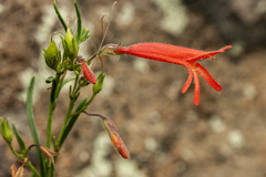 Penstemon pinifolius