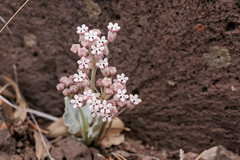 Asclepias nummularia