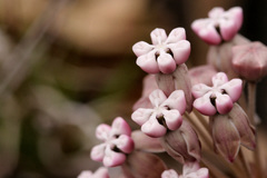 Asclepias nummularia