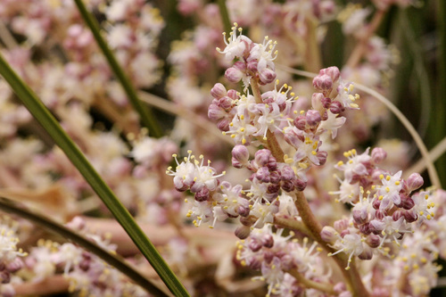 Chaparral Beargrass (Nolina micrantha)