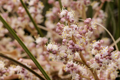Nolina micrantha