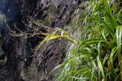 Milligania longifolia