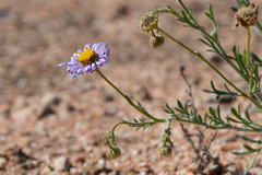 Olearia rudis