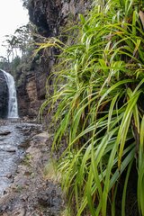 Milligania longifolia