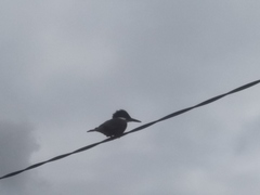 Megaceryle torquata stellata