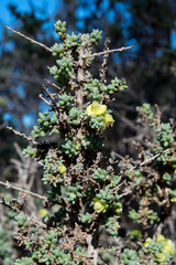 Maireana pyramidata