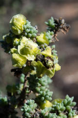 Maireana pyramidata