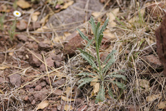 Halimolobos diffusus