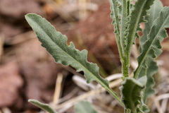 Halimolobos diffusus