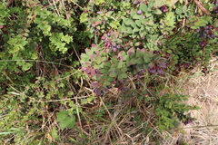 Vaccinium floribundum