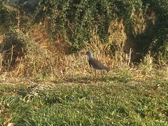 Vanellus chilensis chilensis