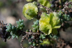 Maireana pyramidata