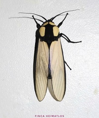 Machaeraptenus ventralis
