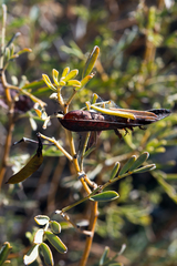 Senna artemisioides coriacea