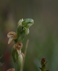 Pterostylis pratensis