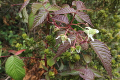 Rubus adenotrichos