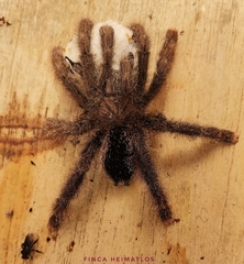 Avicularia juruensis