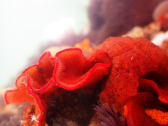 Watersipora cucullata