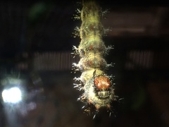Polygonia interrogationis