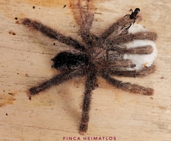 Avicularia juruensis
