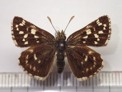 Pyrgus maculatus