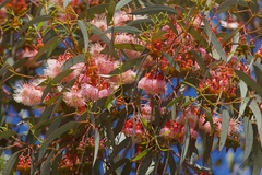 Eucalyptus torquata