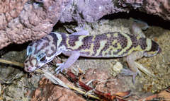 Coleonyx mitratus