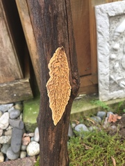 Fungi